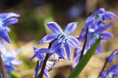 baharda scilla bifolia çiçek