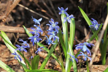 baharda scilla bifolia çiçek