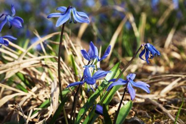 baharda scilla bifolia çiçek