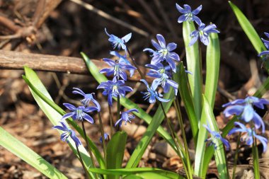 baharda scilla bifolia çiçek