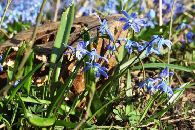 baharda scilla bifolia çiçek