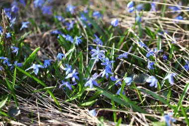 baharda scilla bifolia çiçek