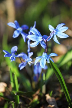 baharda scilla bifolia çiçek