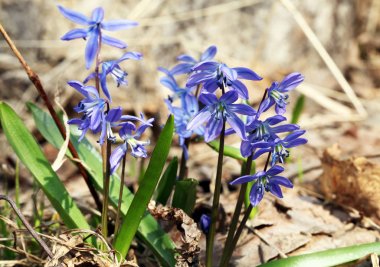 baharda scilla bifolia çiçek