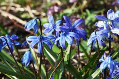 baharda scilla bifolia çiçek