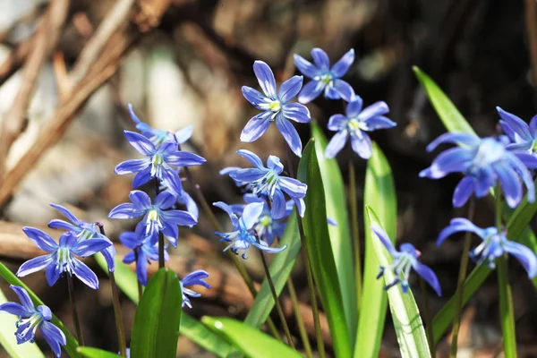 Baharda Scilla Bifolia Çiçek — Stok fotoğraf