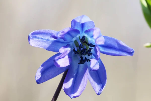 Scilla Sarkvirág Virág Tavasszal — Stock Fotó