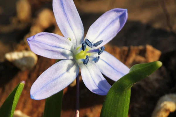 Scilla Sarkvirág Virág Tavasszal — Stock Fotó