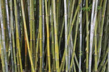 Yeşil bambu saplarının yakın görüntüsü