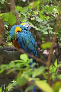 Büyük Macaws çifti