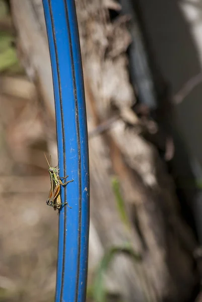 Grasshopper climbing on hose — Stock Photo, Image