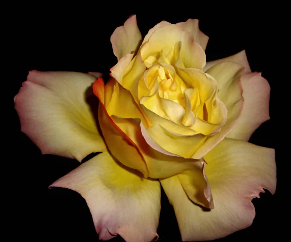 Rose jaune sur fond noir — Photo