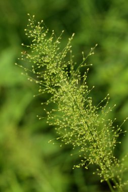Güneşli bir günde İsrail 'de büyük portakallı bir portakal resmi..