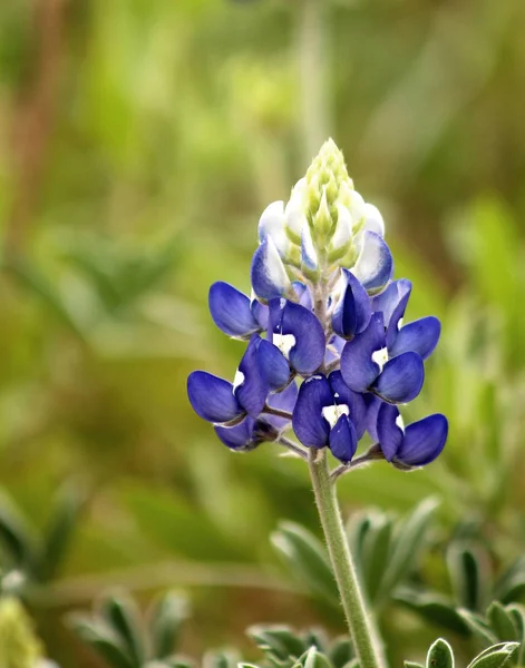 Macro Picture Bluebonnet Flower — Stock Photo, Image