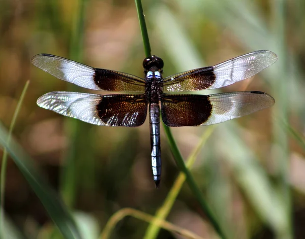 Photo Gros Plan Une Libellule Orange Sur Une Tige Verte — Photo