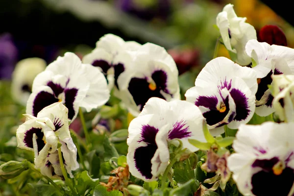 Detailní Záběr Květin Petunie — Stock fotografie
