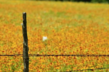 Hint Battaniyesi (Firewheel) çiçekleriyle kaplı büyük bir çayır resmi, Tx, Usa 'da bahar mevsiminde çekildi.