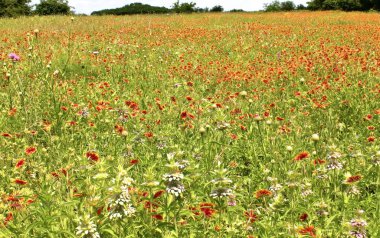 Hint Battaniyesi (Firewheel) çiçekleriyle kaplı büyük bir çayır resmi, Tx, Usa 'da bahar mevsiminde çekildi.