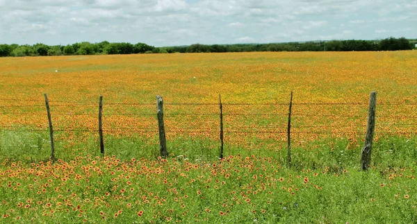 Picture of a large meadow covered by Indian Blanket (Firewheel) flowers, taken at the blooming spring season in TX, USA