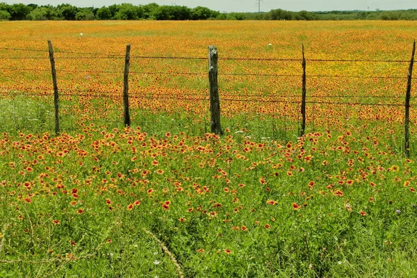 Picture of a large meadow covered by Indian Blanket (Firewheel) flowers, taken at the blooming spring season in TX, USA