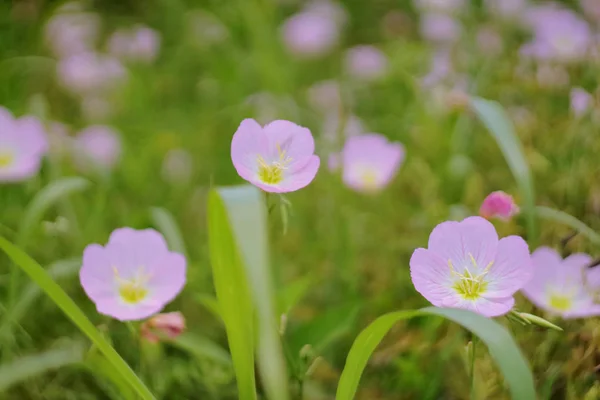 Close Fotografie Růžové Večer Primrose Květiny Pořízené Kvetoucím Jarním Období — Stock fotografie