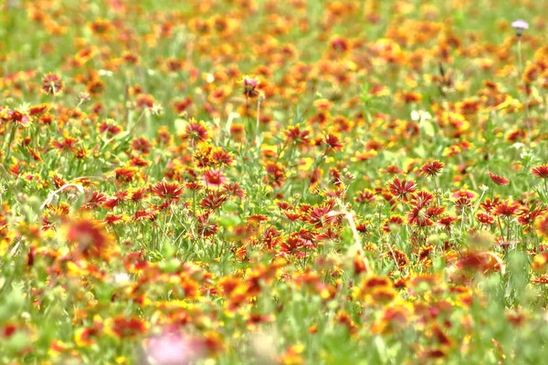 Picture of a large meadow covered by Indian Blanket (Firewheel) flowers, taken at the blooming spring season in TX, USA