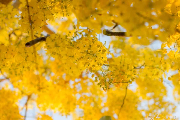 Golden shower tree is Blossom in summer thailand — Stock Photo, Image