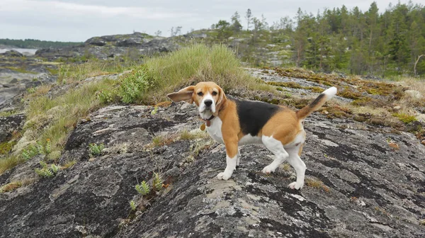 Beagle puppy sea adventures of dog