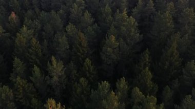 Ormanda uçsuz bucaksız yemyeşil çam ve ladin ağacının tepesinde uçmak.