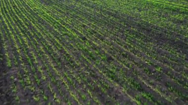 Yeşil genç buğday veya tahıl çeşitleri hava drone görünümünden rüzgarlı alan