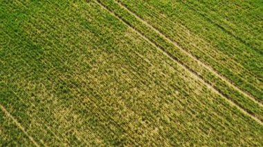Yeşil genç buğday veya tahıl çeşitleri hava drone görünümünden rüzgarlı alan