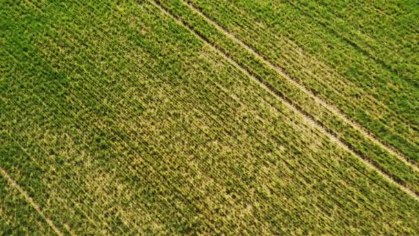 Trigo jovem verde ou variedades de grãos campo ventoso da visão aérea drone — Vídeo de Stock