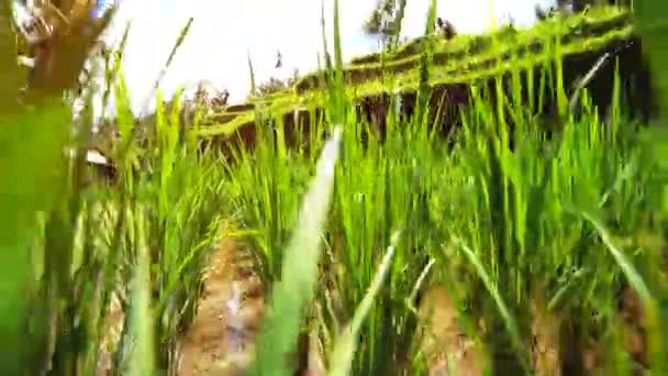 Brotes frescos semillas en la planta de arroz que crece en el campo de arroz verde exuberante . — Vídeo de stock