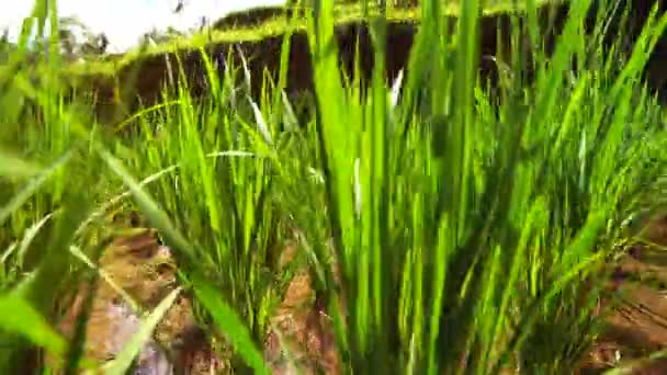 Fresh sprouts seeds on rice plant growing on lush green rice paddy field. — Stock Video