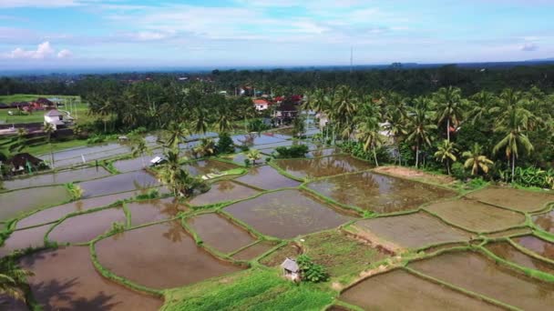 Aerial view of rice field. Terraced rice and field farm in the mountain, vegeterian food. — Stock Video