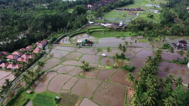 Aerial view of rice field. Terraced rice and field farm in the mountain, vegeterian food. — Stock Video