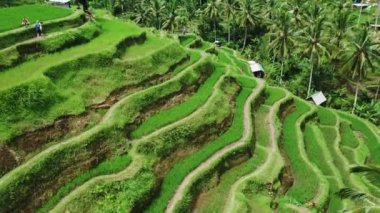 Güzel pirinç terasları yukarıdan bakılmaktadır. güneşli bir günde Drone ile ateş.
