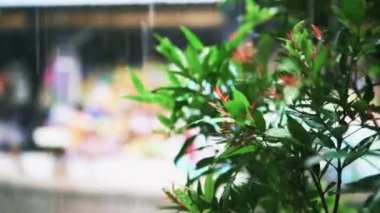 Asya yağmur ormanlarında yeşil bulanık bokeh arka plan üzerinde Ağaç dalı