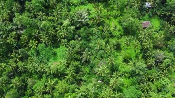 Rizières dans la vallée entourée de montagnes boisées en Asie rurale — Video