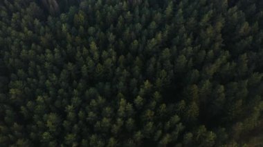 Ormanda uçsuz bucaksız yemyeşil çam ve ladin ağacının tepesinde uçmak.