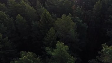 Ormanda uçsuz bucaksız yemyeşil çam ve ladin ağacının tepesinde uçmak.
