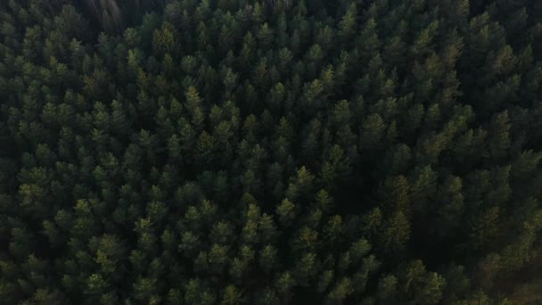 Létání nad obrovským bujnými zelenými borovicemi a smrky v lese. — Stock video