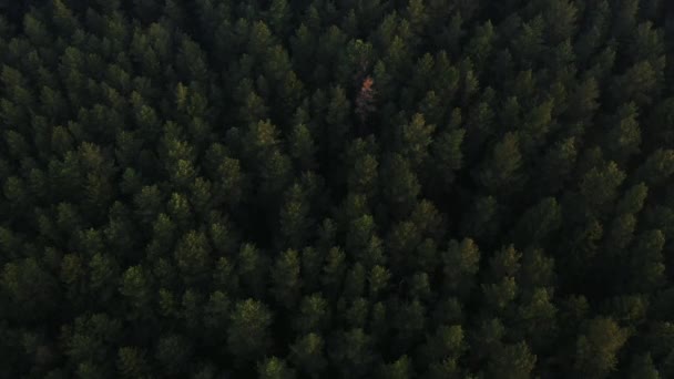 Vliegen over een uitgestrekte weelderige groene dennen-en sparren boom toppen in het bos. — Stockvideo