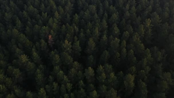 Repülő hatalmas buja zöld fenyő és a fenyőfa tetejét az erdőben. — Stock videók