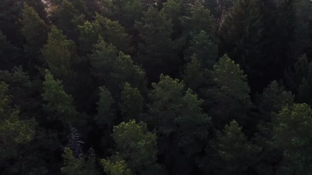 飞过森林中郁郁葱葱的绿色松树和云杉树梢. — 图库视频影像