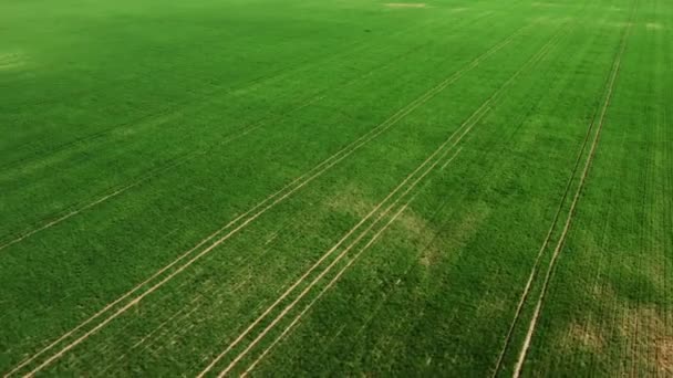 Green young wheat or grain varieties windy field from aerial drone view — Stock Video