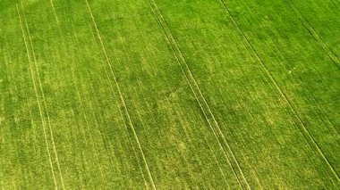 Yeşil genç buğday veya tahıl çeşitleri hava drone görünümünden rüzgarlı alan