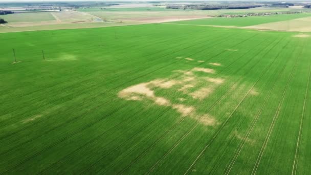 Varietà di frumento giovane verde o di grano campo ventoso dalla vista aerea drone — Video Stock