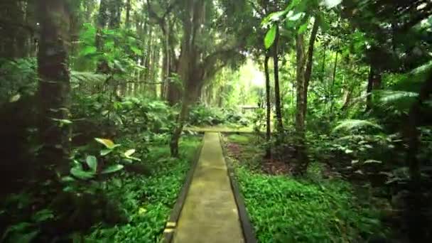 Paving slabs overgrown with moss. Walk through rainforest path — Stock Video