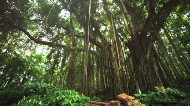 Beläggnings plattor överväxt med mossa. Gå igenom Rainforest Path — Stockvideo